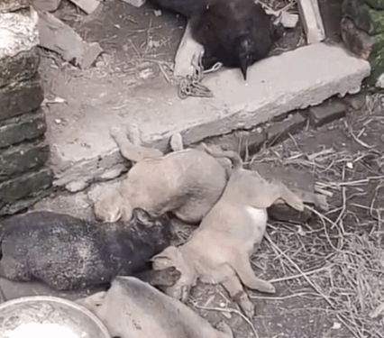 Part2.Animals Rescue #dogrescue #rescuedog #dogsofttiktok #foryoupage #foryou #dogs