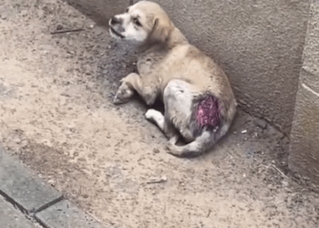 Part2.Animals Rescue #dogrescue #rescuedog #dogsofttiktok #foryoupage #foryou #dogs