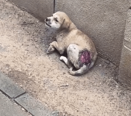 Part2.Animals Rescue #dogrescue #rescuedog #dogsofttiktok #foryoupage #foryou #dogs