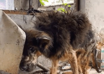 Every soul deserves a second chance._part1