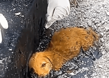 Part2 .Animals Rescue #dogrescue #rescuedog #dogsofttiktok #foryoupage #foryou #dogs