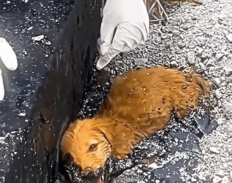 Part2 .Animals Rescue #dogrescue #rescuedog #dogsofttiktok #foryoupage #foryou #dogs