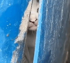 Did anybody see who tossed him in the trash_part2