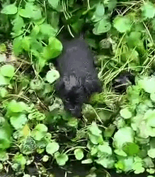 part2.Animals Rescue #dogrescue #rescuedog #dogsofttiktok #foryoupage #foryou #dogs