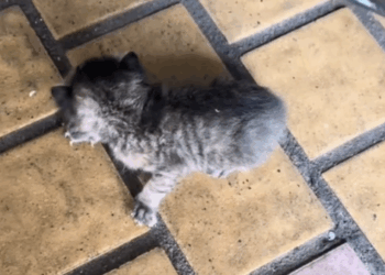 Part2 .Animals Rescue #dogrescue #rescuedog #dogsofttiktok #foryoupage #foryou #dogs