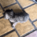 Part2 .Animals Rescue #dogrescue #rescuedog #dogsofttiktok #foryoupage #foryou #dogs