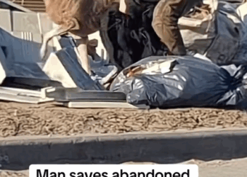 Part 2.Animal rescue#dogrescue #dogsoftiktp