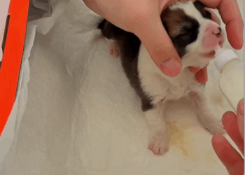 Part2 .Animals Rescue #dogrescue #rescuedog #dogsofttiktok #foryoupage #foryou #dogs