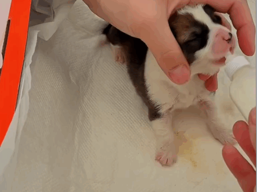 Part2 .Animals Rescue #dogrescue #rescuedog #dogsofttiktok #foryoupage #foryou #dogs