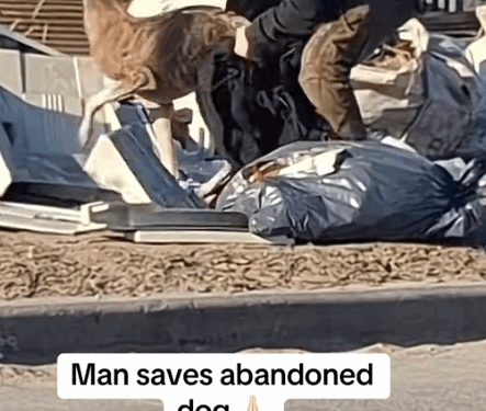 Part 2.Animal rescue#dogrescue #dogsoftiktp