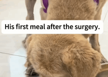 part2.Animals Rescue #dogrescue #rescuedog #dogsofttiktok #foryoupage #foryou #dogs