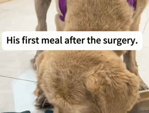 part2.Animals Rescue #dogrescue #rescuedog #dogsofttiktok #foryoupage #foryou #dogs