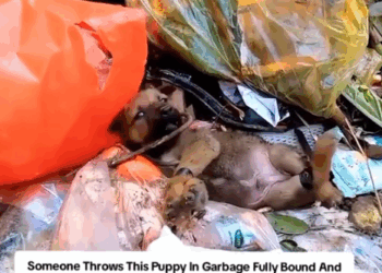 3Please Peoples Do Support Our Rescue Stay For The Whole Video To Get Maximum Reach To Support Our Shelte_part1