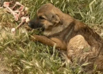 3rescue a small abandoned dog who is not well, I take him and take him to the vet_part1