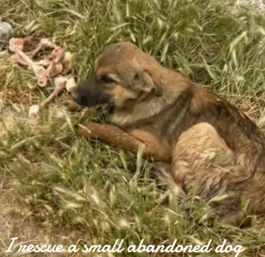 3rescue a small abandoned dog who is not well, I take him and take him to the vet_part1