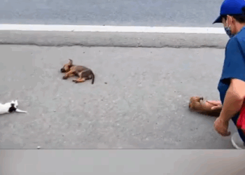 Parrt2.Animals Rescue #dogrescue #rescuedog #dogsofttiktok #foryoupage #foryou #dogs