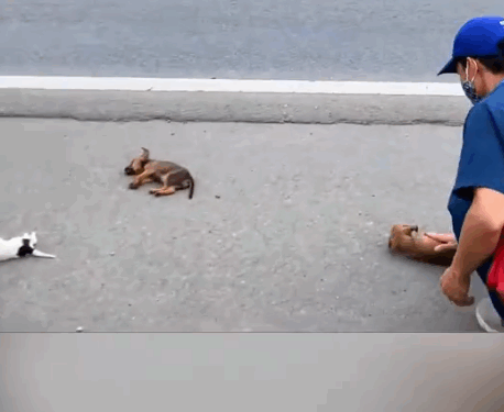 Parrt2.Animals Rescue #dogrescue #rescuedog #dogsofttiktok #foryoupage #foryou #dogs