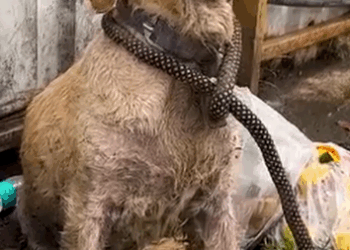 Homeless starving puppy 😭 #dogrescue #doglover #puppyrescue_part2