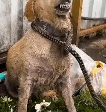 Homeless starving puppy 😭 #dogrescue #doglover #puppyrescue_part2