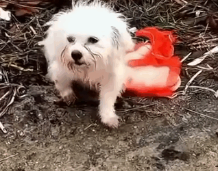This Story break my heart __puppyrescue _straydog _dogrescue #dog #resccue #dogrescue #animal #straydog #humanity #puppyrescue #puppylove #doglife_part2