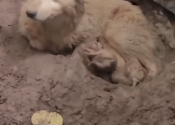 This Story break my heart __puppyrescue _straydog _dogrescue #dog #resccue #dogrescue #animal #straydog #humanity #puppyrescue.._part2