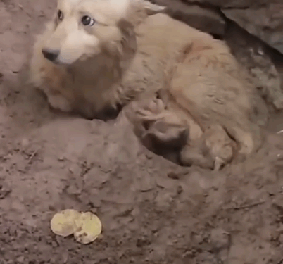 This Story break my heart __puppyrescue _straydog _dogrescue #dog #resccue #dogrescue #animal #straydog #humanity #puppyrescue.._part2