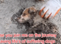 when we come together we can fight and stop animal abuse me and you we can do this together please you Join_part2