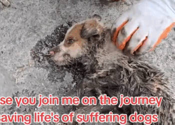 when we come together we can fight and stop animal abuse me and you we can do this together please you Join_part2