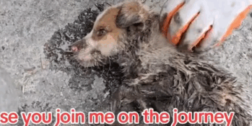 when we come together we can fight and stop animal abuse me and you we can do this together please you Join_part2