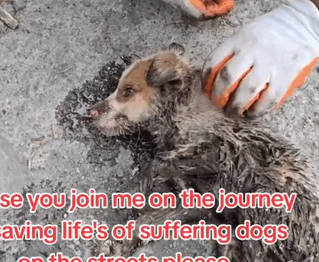 when we come together we can fight and stop animal abuse me and you we can do this together please you Join_part2