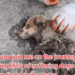 when we come together we can fight and stop animal abuse me and you we can do this together please you Join_part2