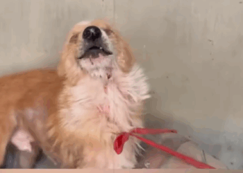 Rescue a dog that has been abandoned and abused_part2