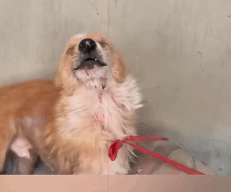 Rescue a dog that has been abandoned and abused_part2