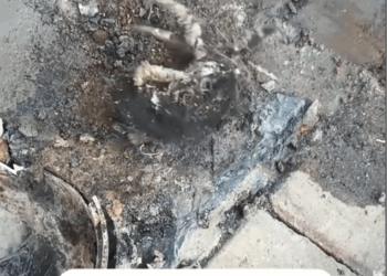 A little one sealed by cement#cat#cats#catsoftiktok #rescueanimals #rescuecat_part2