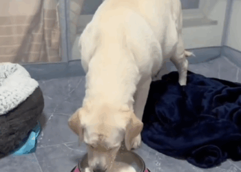 part2.Animals Rescue #dogrescue #rescuedog #dogsofttiktok #foryoupage #foryou #dogs