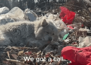 We Pulled Him From a Dump. Now He Has a Home._part2