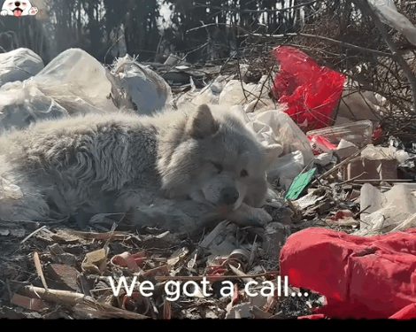 We Pulled Him From a Dump. Now He Has a Home._part2