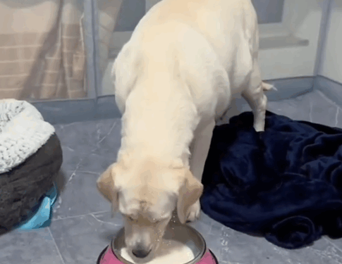 part2.Animals Rescue #dogrescue #rescuedog #dogsofttiktok #foryoupage #foryou #dogs