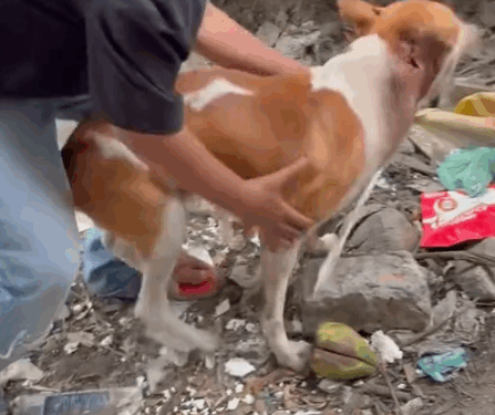 Part2.Animals Rescue #dogrescue #rescuedog #dogsofttiktok #foryoupage #foryou #dogs