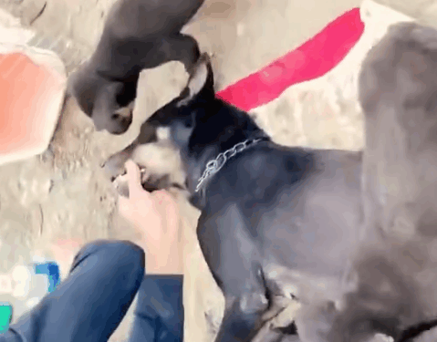 Part2.Animals Rescue #dogrescue #rescuedog #dogsofttiktok #foryoupage #foryou #dogs