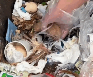 The three little lives in the trash can#cat#cats #catsoftiktok #rescueanimals #move_part2