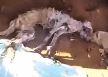 The kind boy saved the old dog and gave it a home_part2