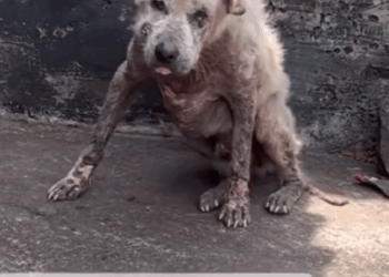 Part2:Animals Rescue #dogrescue #rescuedog #dogsofttiktok #foryoupage #foryou #dogs