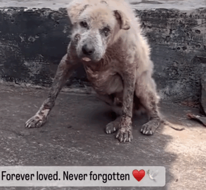 Part2:Animals Rescue #dogrescue #rescuedog #dogsofttiktok #foryoupage #foryou #dogs