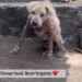 Part2:Animals Rescue #dogrescue #rescuedog #dogsofttiktok #foryoupage #foryou #dogs
