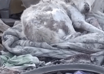 This Dog’s Painful Past Turned Into Hope 🌈🐕 #hypic #hypicpioneer #CapCut #dogcare_part2