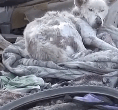 This Dog’s Painful Past Turned Into Hope 🌈🐕 #hypic #hypicpioneer #CapCut #dogcare_part2