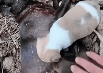 part2. Animals Rescue #dogrescue #rescuedog #dogsofttiktok #foryoupage #foryou #dogs