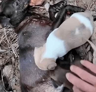 part2. Animals Rescue #dogrescue #rescuedog #dogsofttiktok #foryoupage #foryou #dogs