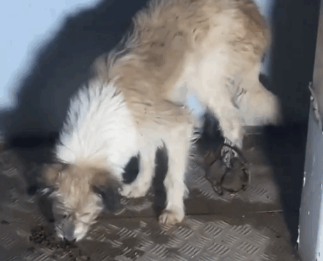 Part2.Animals Rescue #dogrescue #rescuedog #dogsofttiktok #foryoupage #foryou #dogs